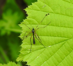 Ptychoptera contaminata