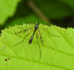 Ptychoptera contaminata