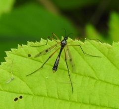 Ptychoptera contaminata