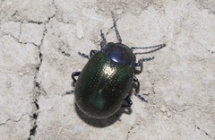 Chrysolina auripennis