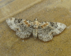 Eupithecia linariata
