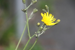 Hieracium argillaceum