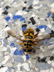 Milesia virginiensis