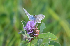 Polyommatus icarus