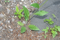 Hieracium argillaceum