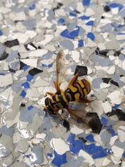 Milesia virginiensis