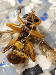 Milesia virginiensis