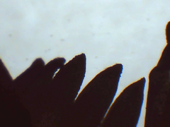 Hieracium argillaceum