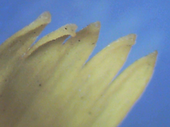 Hieracium argillaceum