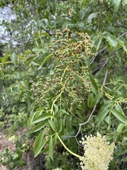 Sambucus cerulea