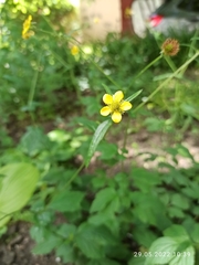 Geum urbanum