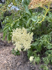 Sambucus cerulea