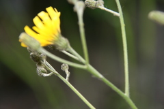 Hieracium argillaceum