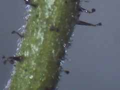 Hieracium argillaceum