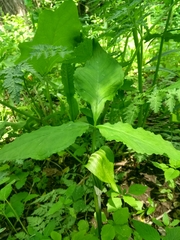Arisaema stewardsonii