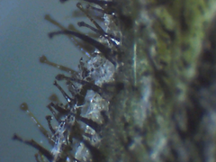 Hieracium argillaceum