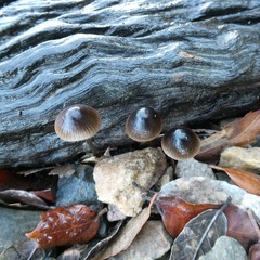 Mycena nargan