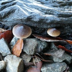 Mycena nargan
