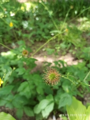 Geum urbanum