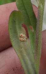 Puccinia cerinthes-agropyrina