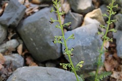 Scrophularia juratensis