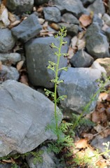 Scrophularia juratensis