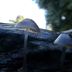 Mycena nargan
