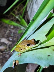 Osteopilus septentrionalis