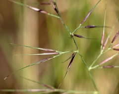 Aristida vagans