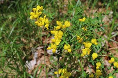 Cytisus emeriflorus