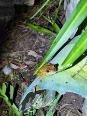 Osteopilus septentrionalis