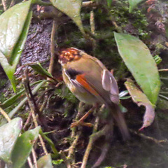 Schoeniparus castaneceps