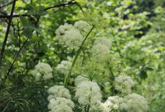 Molopospermum peloponnesiacum