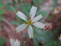 Ixeridium dentatum albiflorum