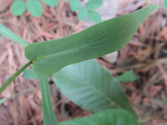 Ixeridium dentatum albiflorum