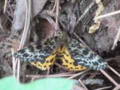 Arichanna melanaria