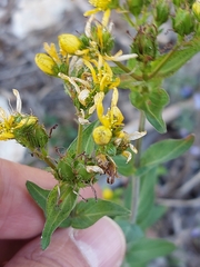 Hypericum perfoliatum