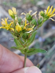 Hypericum perfoliatum