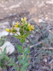 Hypericum perfoliatum
