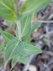 Hypericum perfoliatum