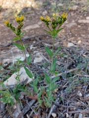 Hypericum perfoliatum