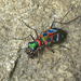 Cicindela chinensis flammifera - Photo (c) onidiras-iNaturalist, some rights reserved (CC BY-NC), uploaded by onidiras-iNaturalist