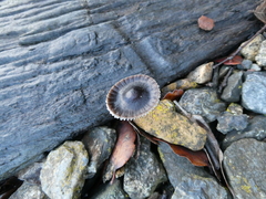 Mycena nargan