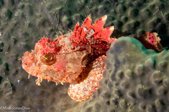 Scorpaena jacksoniensis