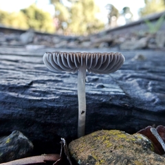 Mycena nargan