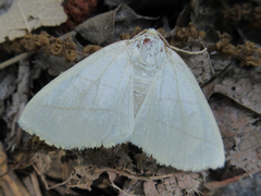 Parabapta clarissa