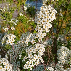 Spiraea cinerea
