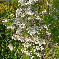 Spiraea cinerea