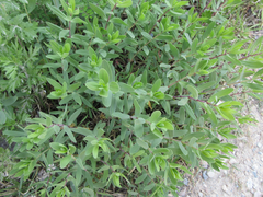 Gypsophila oldhamiana
