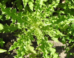 Cirsium arvense arvense